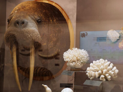 Don't buy their lives. exhibition view. Courtesy of the Latvian National Museum of Natural History