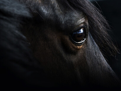 Acercamiento a el ojo de un caballo negro