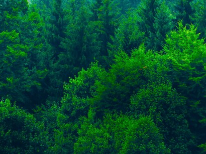 Que los árboles no te impidan pensar el bosque