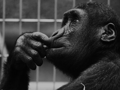 Profilo di uno scimpanzè