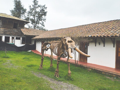Fósil de un mastodonte (descubierto en la Laguna Tagua Tagua) en el Museo Melt, ubicado en la región de O'Higgins, Chile