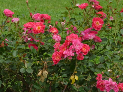 Roses, ph Simonetta Sandri