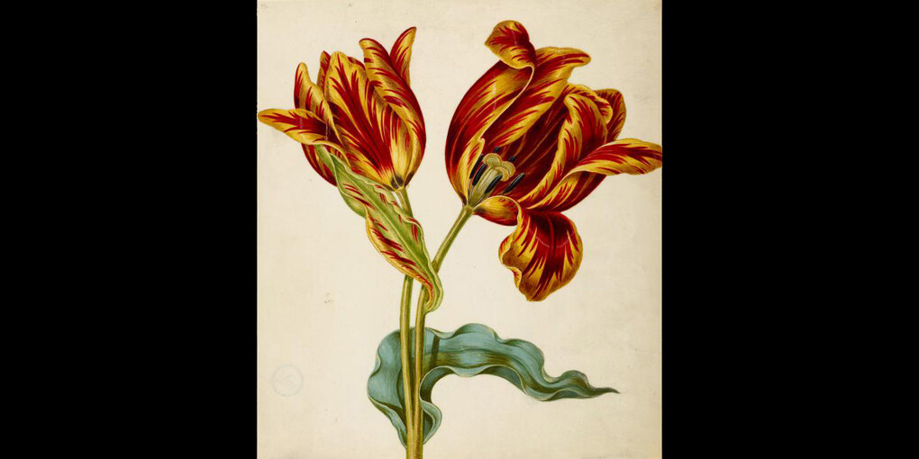 Maria Sibylla Merian. Courtesy of Museum Städel