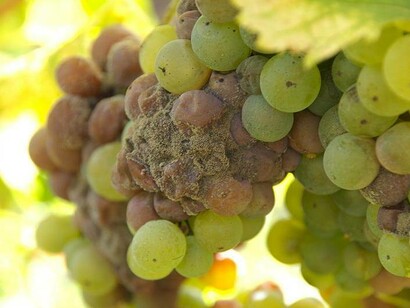 Sauternes noble rot grapes