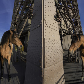 Paola Pivi, “Yee-Haw (Paris)”, detail, 2015, Photographie digitale, montée sur dibond et diasec. Photographie par Hugo Glendinning, 180 x 553 cm (en 2 panneaux) / 70 3/4 x 217, 23/32 in (in 2 pannels), Courtesy Galerie Perrotin