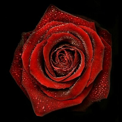 Allan Forsyth, Rose II, 2011, C-Type print, Diasec, Edition of 25, 100 x 100 cm, © Allan Forsyth. Courtesy the artist