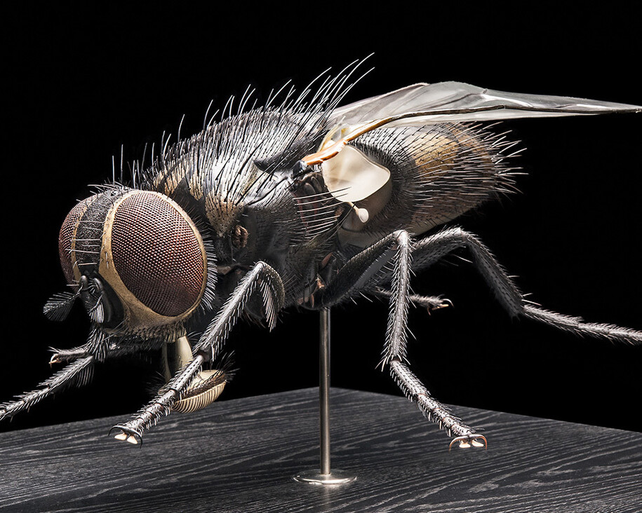 Keller’s Insect Models. Courtesy of Museum für Naturkunde