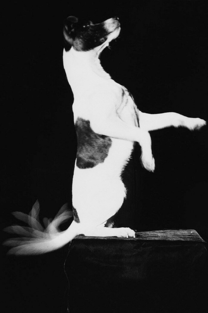 Harold Edgerton, Jackie Wags His Tail, 1948, Gelatin silver print, 44.125 x 36 inches, 112.1 x 91.4 cm. © Estate of Harold Edgerton at MIT; courtesy of Palm Press, Inc.