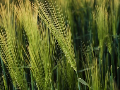 Spighe di grano in primo piano: "la gestione del grano attualmente ostaggio del conflitto e sotto il controllo di Mosca potrebbe prevedere un suo uso transitorio (stagionale) per la transizione dal vecchio modello economico della globalizzazione alla ripresa delle capacità produttive locali"