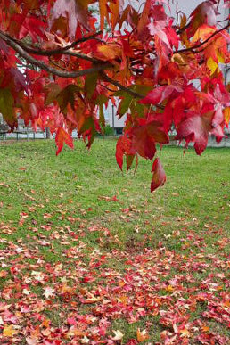 Vado alla ricerca dei miei tappeti d'autunno