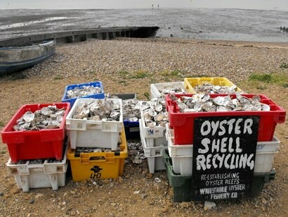 Recycling bins filled up with oysters supporting the South Carolina Wild initiative