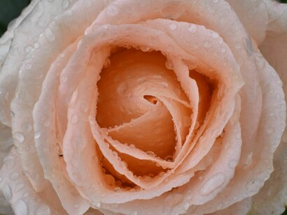 Rain drops on a peach-colored rose