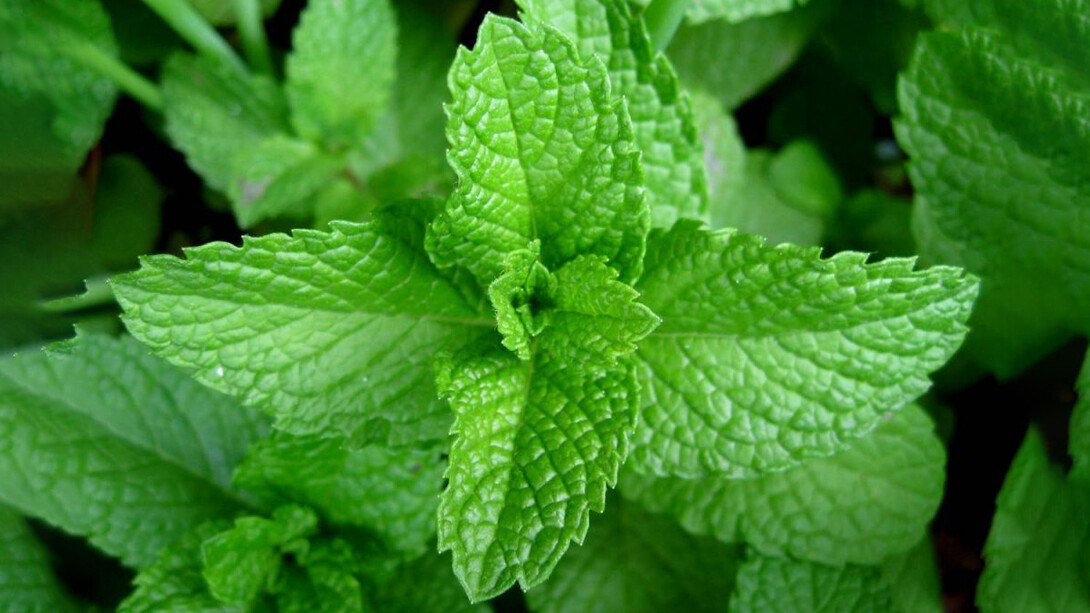 La menta ha proprietà eupeptiche, carminative e leggermente anestetiche