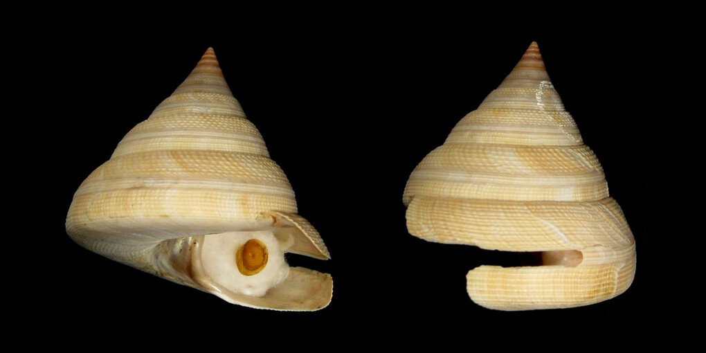 Shells. Courtesy of The Natural History Museum