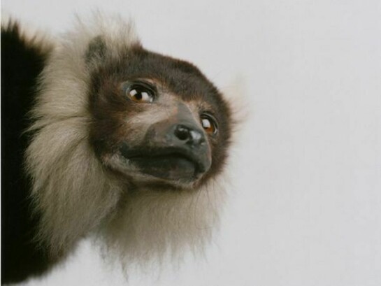 Sean Dooley, Ruffed Lemur, courtesy Sean Dooley/Hunterian Museum and Art Gallery, Glasgow