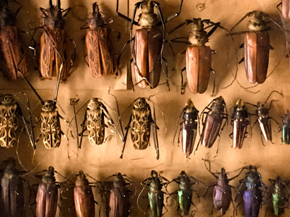Escarabajos longicornios ('Cerambicidae') de Venezuela en la colección de Carlos E. Rojas expuesta durante el primer centenario del nacimiento del Libertador Simón Bolívar en 1883. Foto: Sofía Vollmer de Maduro