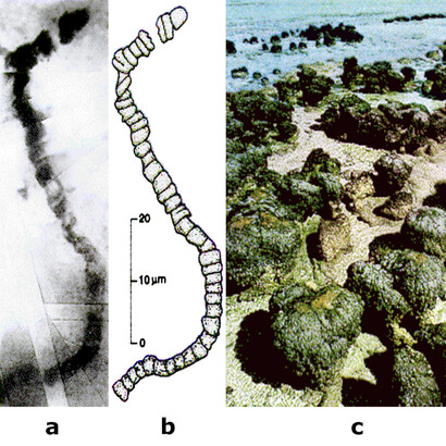 The first fossil cell, found in stromatolites, in western Australia, and dated ca. 3.8 billion years ago. The reconstruction looks very much like a modern prokaryotic cell