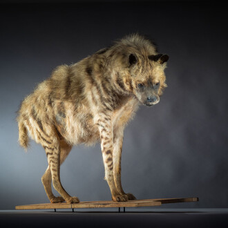Specimen of a naturalised hyena, Organic matter, Lille, musée d’histoire naturelle © Musée du Louvre-Lens (musée d’histoire naturelle de Lille) / Jean-Cristophe Hecquet
