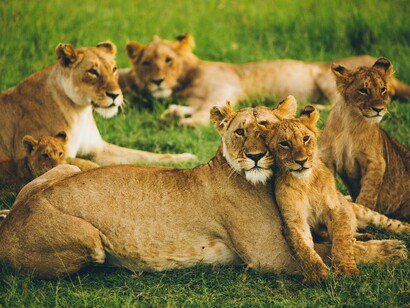 Alcuni animali concedono eccezioni alle regole abituali, mostrando comportamenti assimilabili a veri e propri permessi sociali