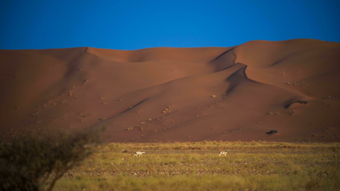 Saudi Arabia ha sido el caso paradigmático de la ambición transformadora. Bajo Vision 2030, Riad definió una hoja de ruta para reducir la dependencia petrolera; mediante turismo religioso y no religioso, energías renovables, entretenimiento y manufactura, ejecutada en gran medida por el Public Investment Fund (PIF).  Reserva de Uruq Bani Ma'arid,2025. Arabia Saudita