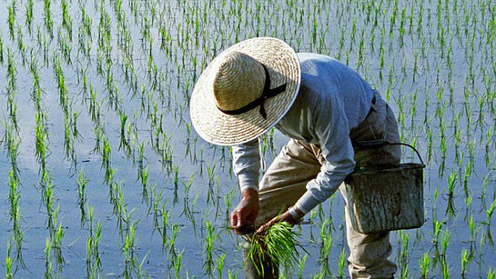Plantación de arroz