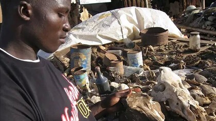 Médecine traditionnelle en Afrique. Pour connaître l'issue d'une maladie grave, le guérisseur se livre souvent à des expériences qui lui permettent d'affirmer, sans se tromper, du reste, si le malade doit survivre ou non à sa maladie
