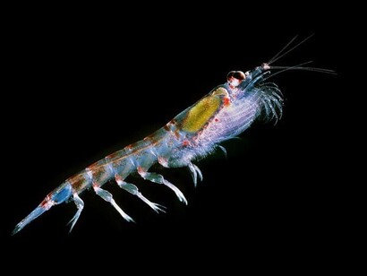Le microplastiche entrano nella catena alimentare