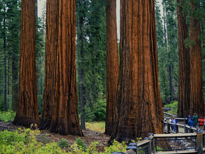 Secuoyas. La especie vegetal de mayor volumen en el mundo