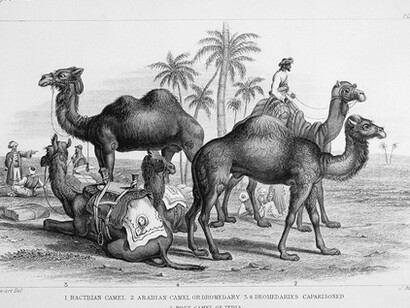 Marcel Broodthaers. Courtesy of Hauser & Wirth