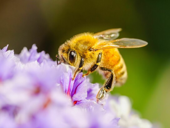 En la Amazonía peruana, las abejas sin aguijón se han convertido en un símbolo de cómo la conservación de la biodiversidad puede generar desarrollo sostenible para las comunidades locales