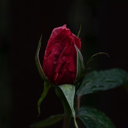 La rosa: existe en ella una palabra interna, una palabra latente que está bajo la palabra que la nombra