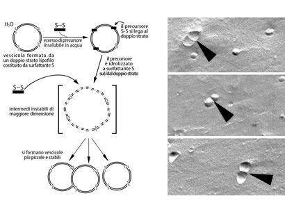 Precursori della vita