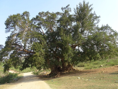 El sicomoro es una higuera que nos permite conocer simbólicamente la transformación ya que este árbol tiene la capacidad de crecer y florecer incluso en la muerte. Ficus sycomorus. Africa del Sur