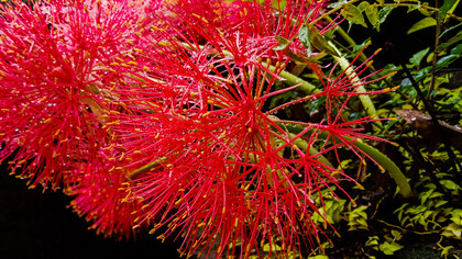 Mimosa roja bajo gotas de agua. Comienza a formar capullos de rojo intenso a comienzos del verano y florece hasta el inicio del otoño. Embellece aún más la temporada estival y favorece el enamoramiento como un poema, Sri Lanka