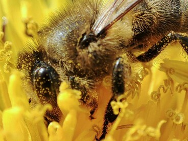 La danza de lo simple se refleja una abeja en su labor silenciosa y nutritiva