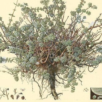 Seeds of the Land. Courtesy of Israel Museum