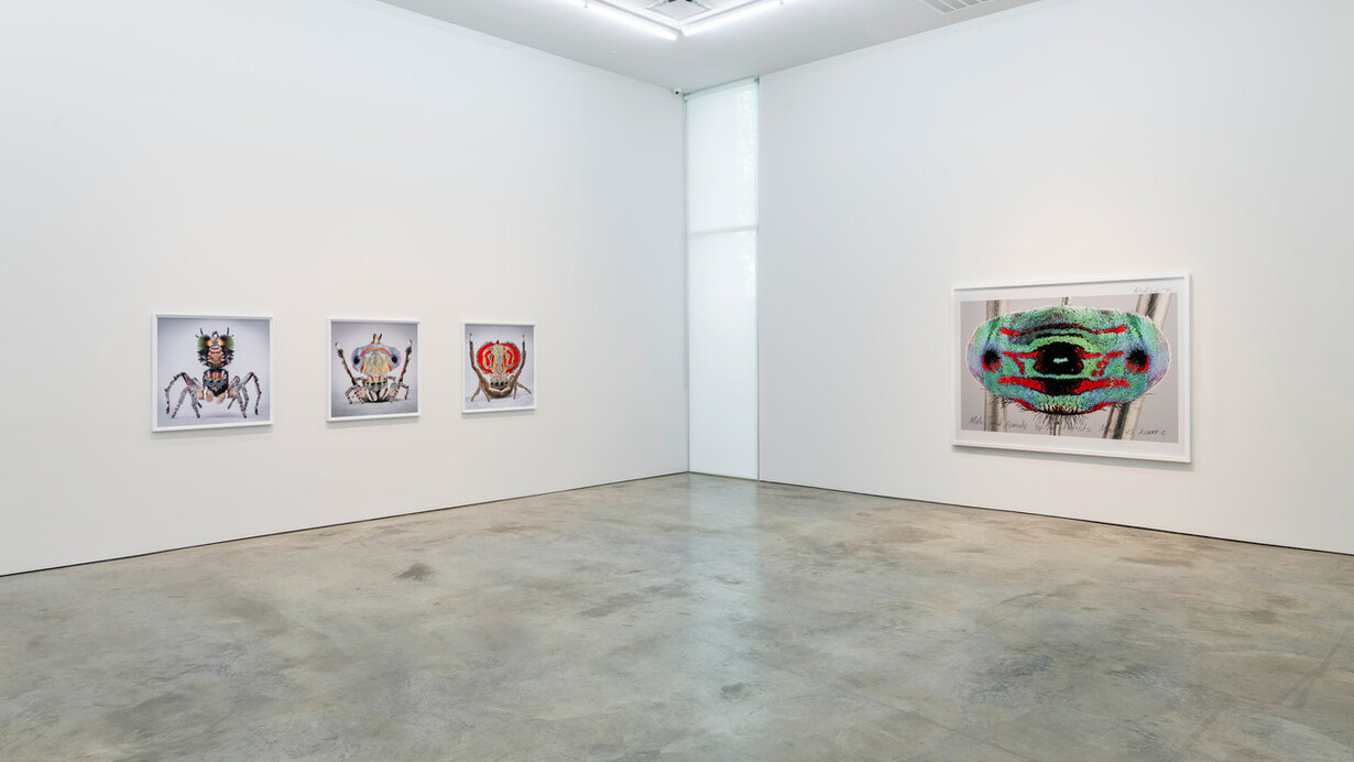 María Fernanda Cardoso, Maratus: spiders of paradise, exhibition view. Courtesy of Sicardi | Ayers | Bacino