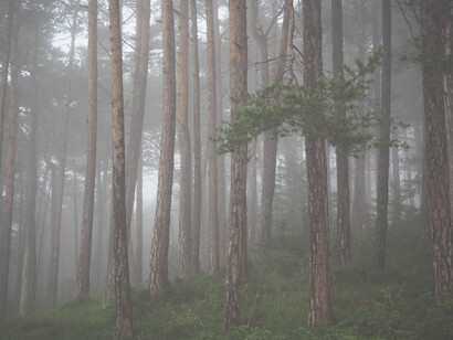 Un pomeriggio di vento in un’abetaia