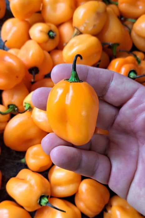 Montemayor considera que el consumo del picante se aprende, superando miedos culturales y educando la sensibilidad gustativa más allá del simple ardor