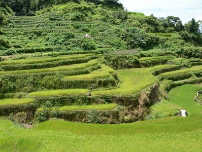 Chinese agricolture