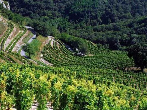 Clape vineyards on the steep slopes of Cornas, France