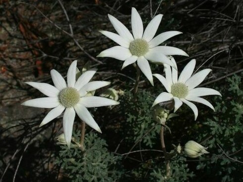 Little Flannel Flower