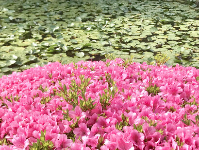Yokohama. Sankeien Garden, azalea flowers © Alma Reyes