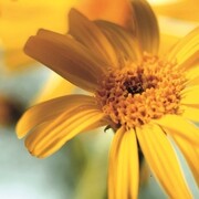 Arnica