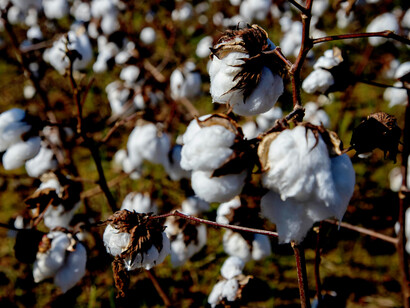 Close-up shot of cotton grown on a regenerative farm, reflecting eco-friendly practices and the craftsmanship of textile artisans
