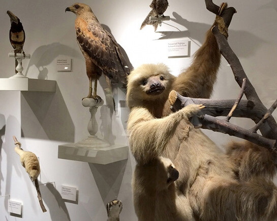 Central and South America. Courtesy of Harvard Museum of Natural History