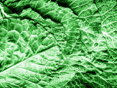 The myriad ways you can prepare cabbage