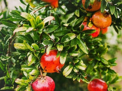Pé de romã. Eu só quero alimentar. Ser um fruto como outro maravilhoso qualquer. Meu uso como medicina da natureza fica relegado em segundo plano perto das invencionices todas. Eu faço suco e chá deliciosos, quase ninguém comenta, posso estar em sobremesas, saladas, iogurtes e temperos, quase ninguém sabe...  Até a ciência já descobriu componentes em mim que podem ajudar a humanidade com suas enfermidades e proporcionar bem-estar, inclusive fortalecer o sistema imunológico