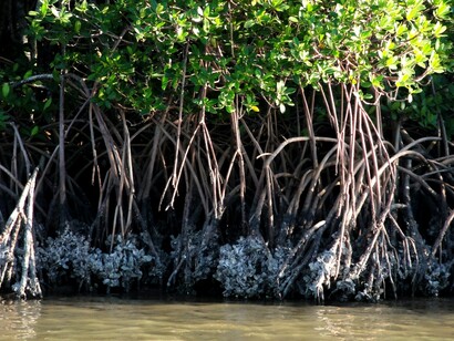 The trees’ aerial roots