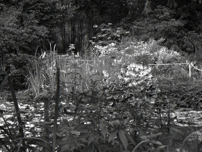 Monet's Water Garden, Shadow and Light. Courtesy of Soho Photo Gallery